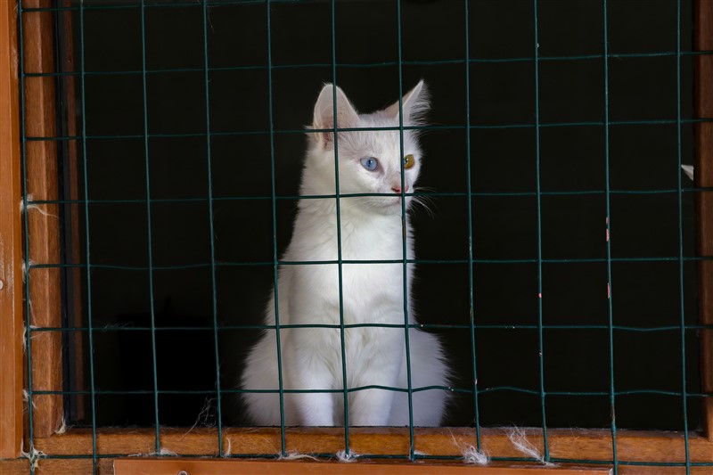 Van kedileri koronaya karşı özenle korunuyor 8