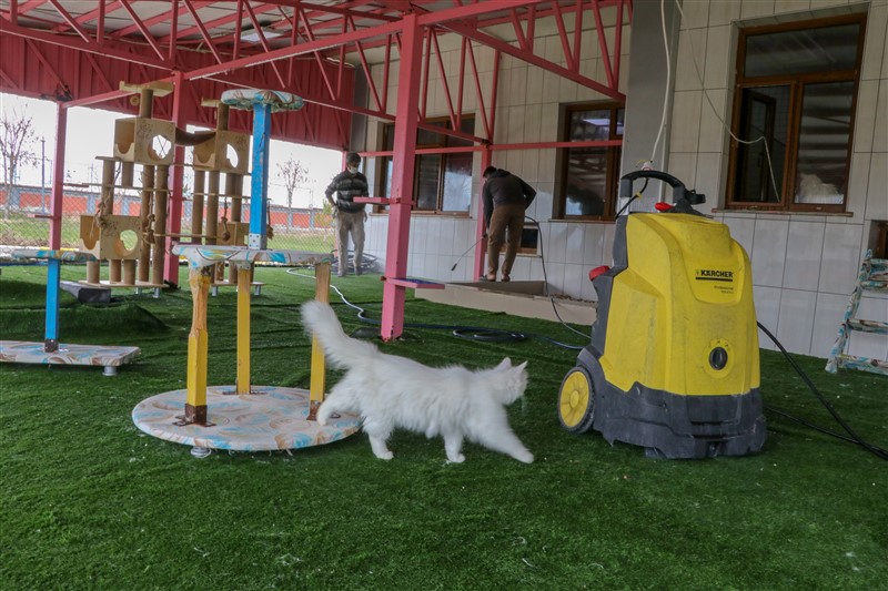Van kedileri koronaya karşı özenle korunuyor 6