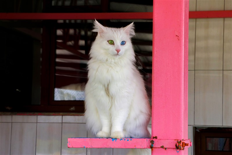 Van kedileri koronaya karşı özenle korunuyor 11