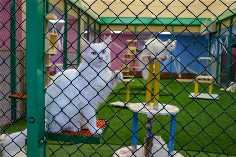 Van kedileri koronaya karşı özenle korunuyor 3