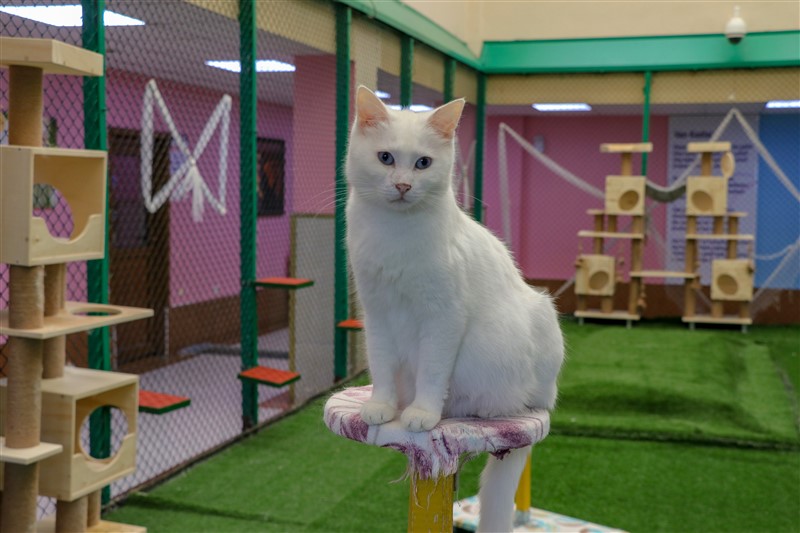 Van kedileri koronaya karşı özenle korunuyor 4