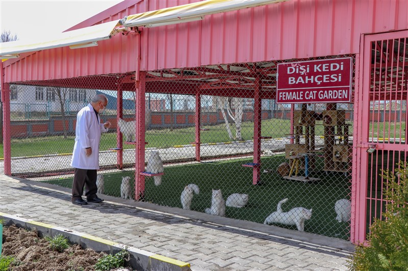 Van kedileri koronaya karşı özenle korunuyor 13