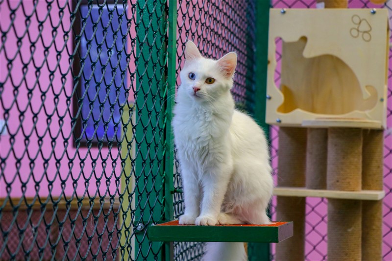 Van kedileri koronaya karşı özenle korunuyor 2