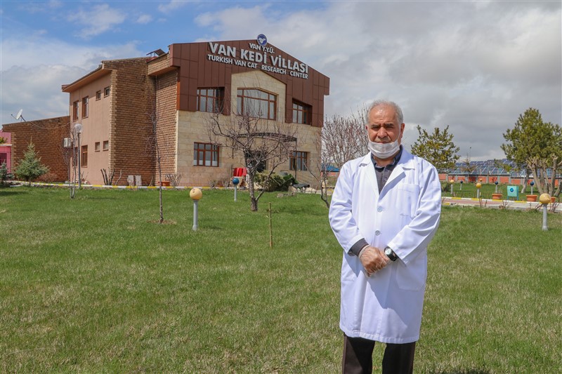 Van kedileri koronaya karşı özenle korunuyor 1