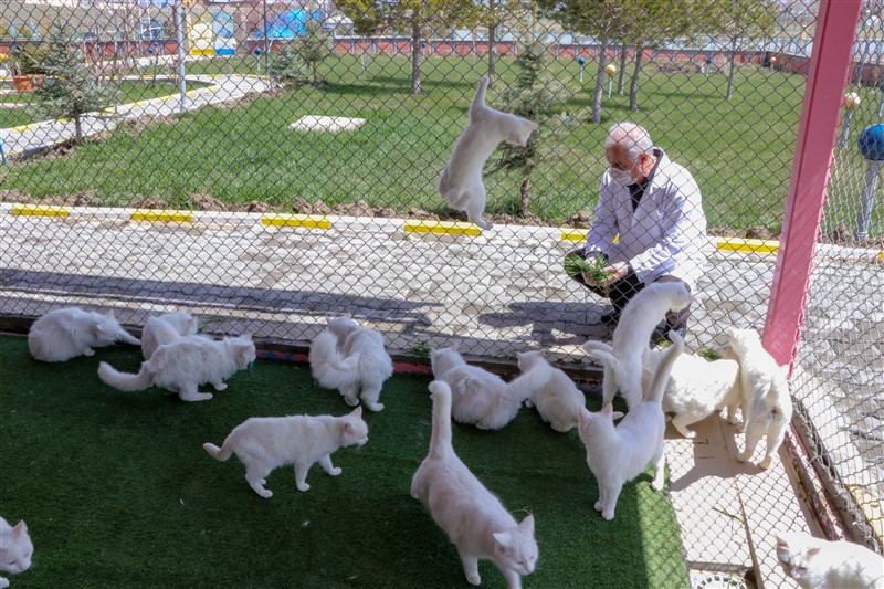 Van kedileri koronaya karşı özenle korunuyor 14