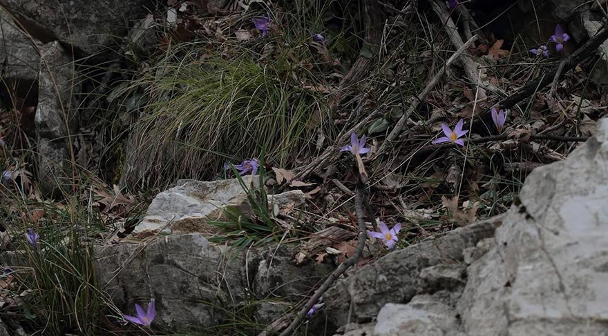 'Karacaoğlan çiğdemi' adında yeni bir endemik tür keşfedildi 4