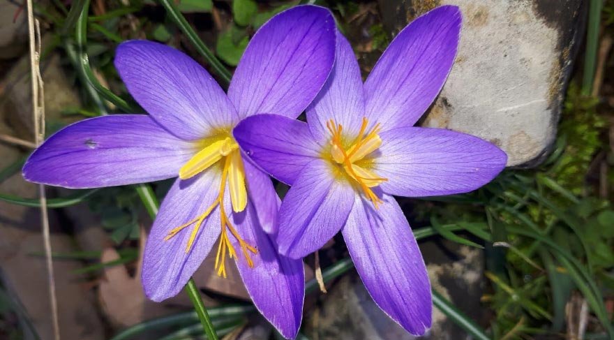 'Karacaoğlan çiğdemi' adında yeni bir endemik tür keşfedildi 1