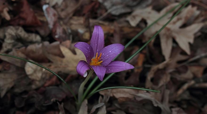 'Karacaoğlan çiğdemi' adında yeni bir endemik tür keşfedildi 2
