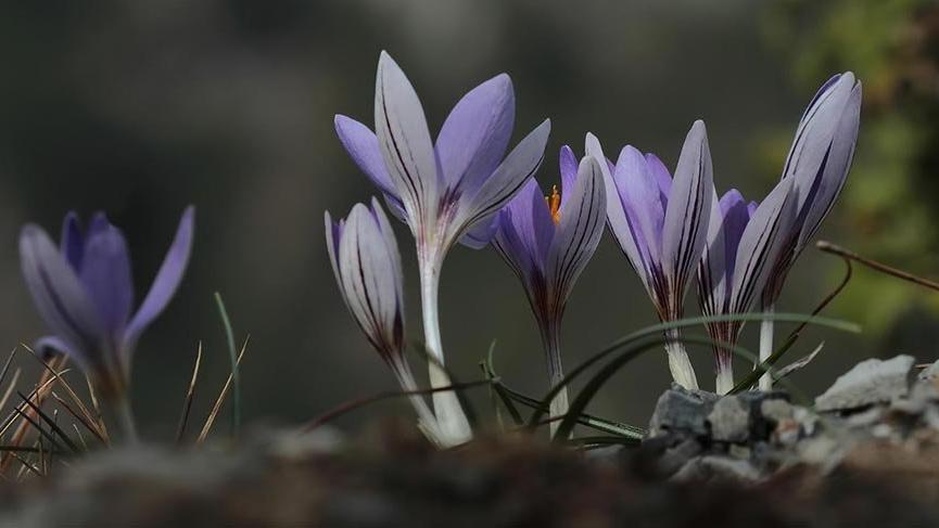 'Karacaoğlan çiğdemi' adında yeni bir endemik tür keşfedildi 6