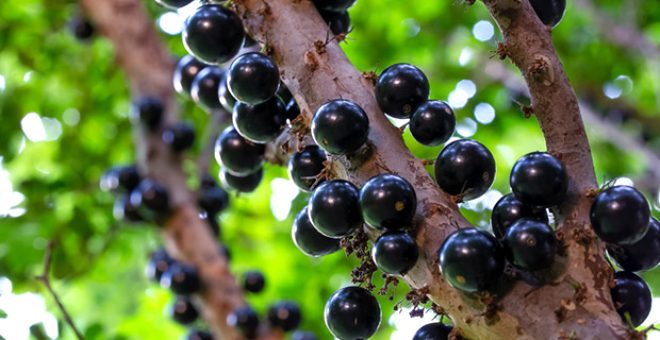 Tatları ve görünümleriyle dünyanın en ilginç 10 meyvesi 5