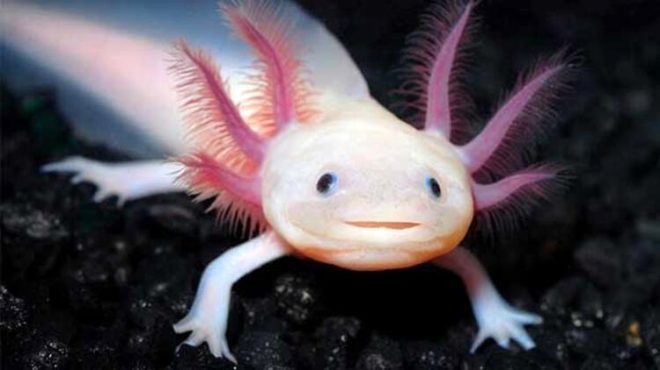 Denizin derinliklerinde yaşayan 7 şaşırtıcı hayvan 6