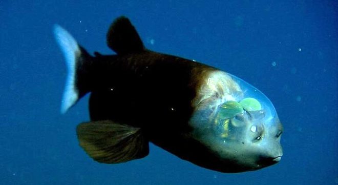 Denizin derinliklerinde yaşayan 7 şaşırtıcı hayvan 2