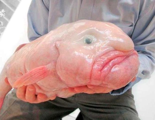 Denizin derinliklerinde yaşayan 7 şaşırtıcı hayvan 4