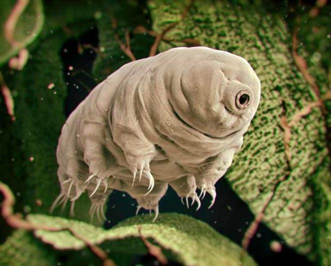 Denizin derinliklerinde yaşayan 7 şaşırtıcı hayvan 3