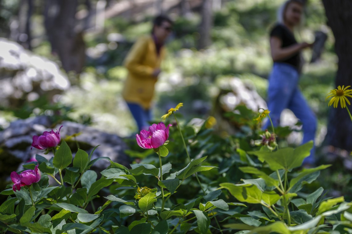 'Yörük Gülü'nü koparmanın tam 73 bin lira ceza 7