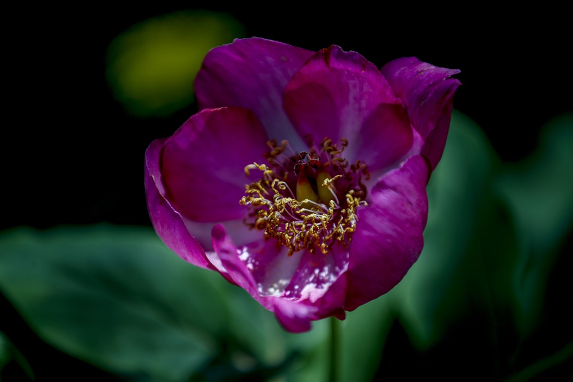 'Yörük Gülü'nü koparmanın tam 73 bin lira ceza 5