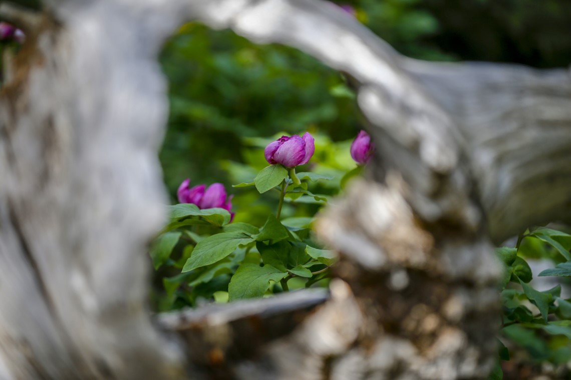 'Yörük Gülü'nü koparmanın tam 73 bin lira ceza 8