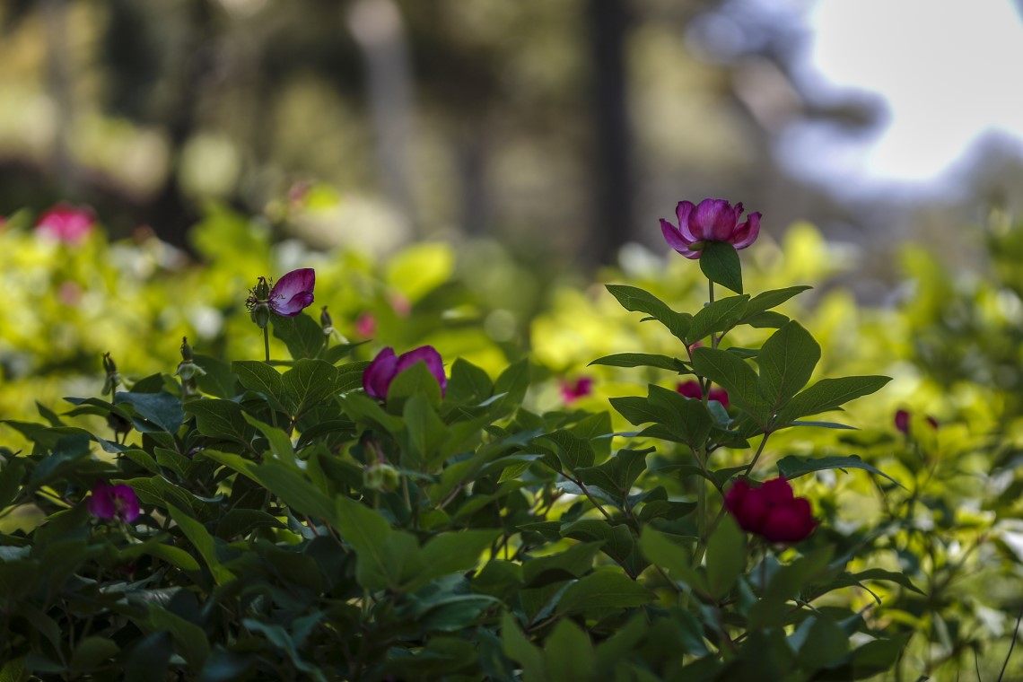 'Yörük Gülü'nü koparmanın tam 73 bin lira ceza 6