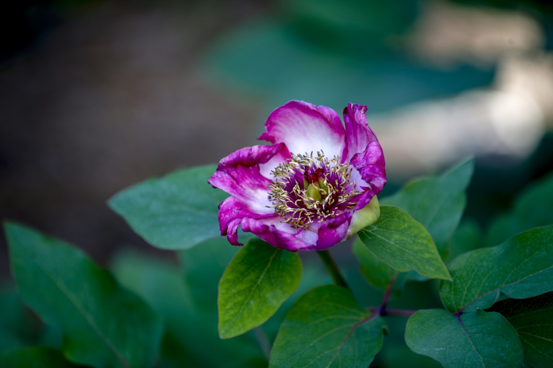 'Yörük Gülü'nü koparmanın tam 73 bin lira ceza 2