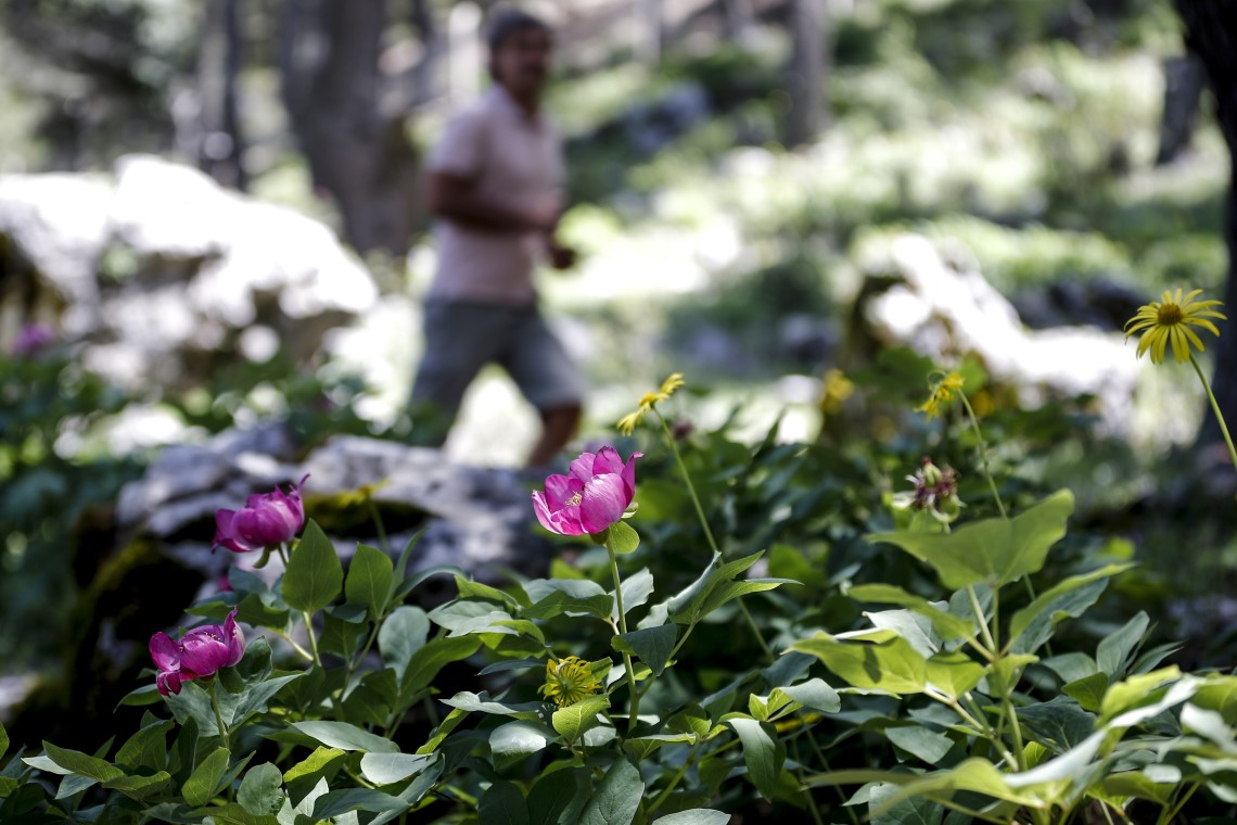 'Yörük Gülü'nü koparmanın tam 73 bin lira ceza 4
