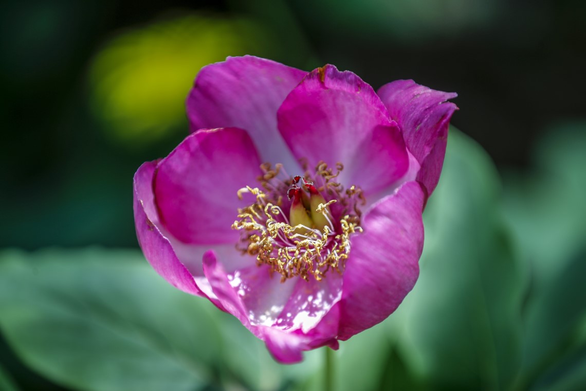 'Yörük Gülü'nü koparmanın tam 73 bin lira ceza 1