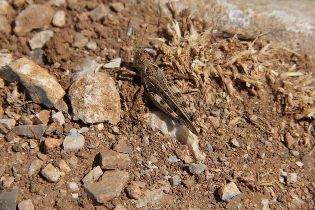 Amanosları çekirge bastı, 3 yaylayı sardılar 4