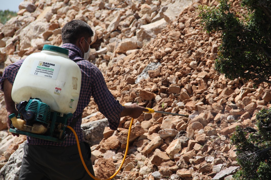 Amanosları çekirge bastı, 3 yaylayı sardılar 1