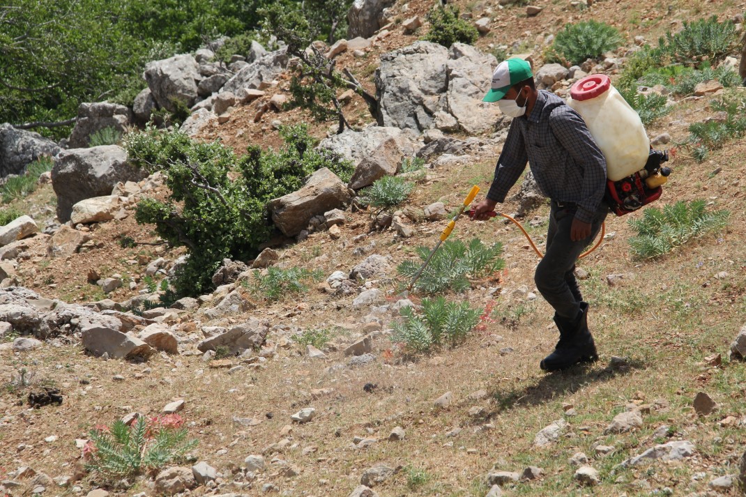 Amanosları çekirge bastı, 3 yaylayı sardılar 3