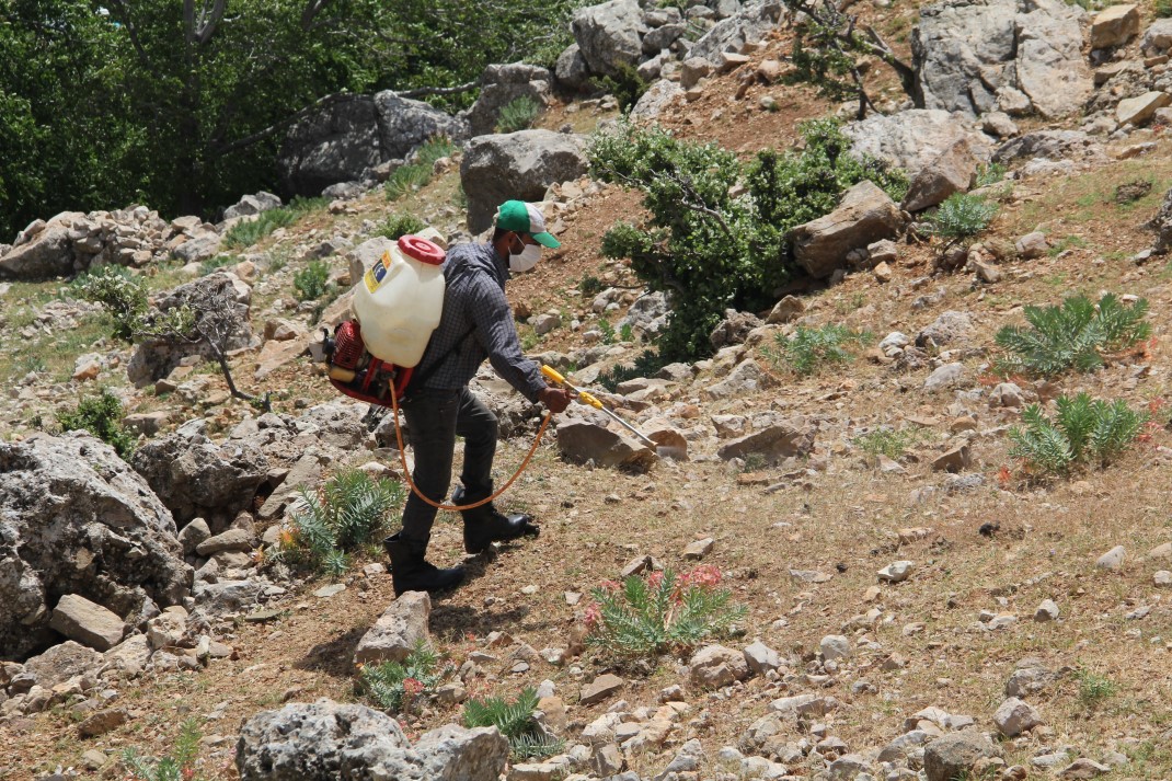 Amanosları çekirge bastı, 3 yaylayı sardılar 2
