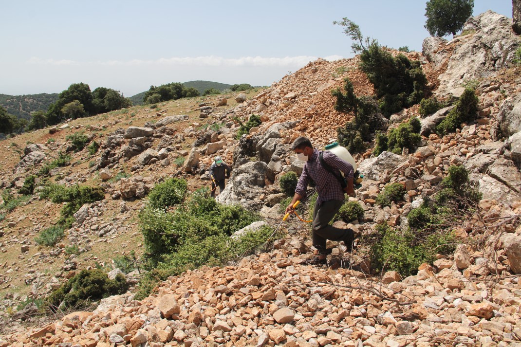 Amanosları çekirge bastı, 3 yaylayı sardılar 7