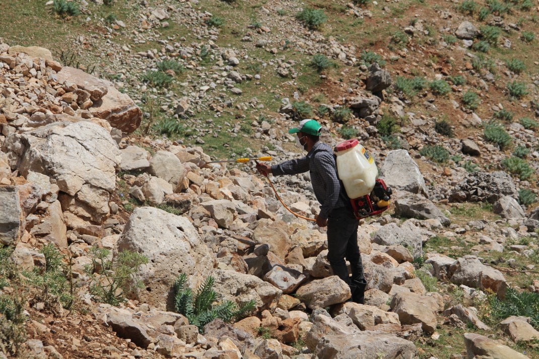 Amanosları çekirge bastı, 3 yaylayı sardılar 6