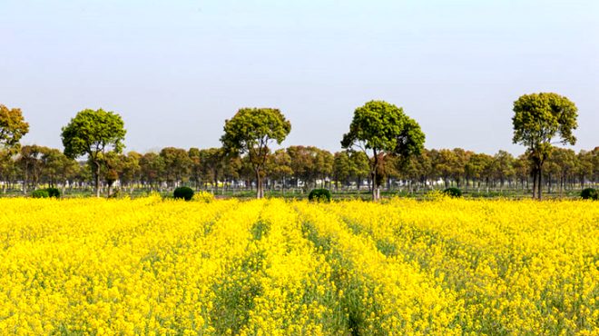 Çin'de muhtarın zengin ettiği köyde herkese villa! Ama tek bir şartı var 12