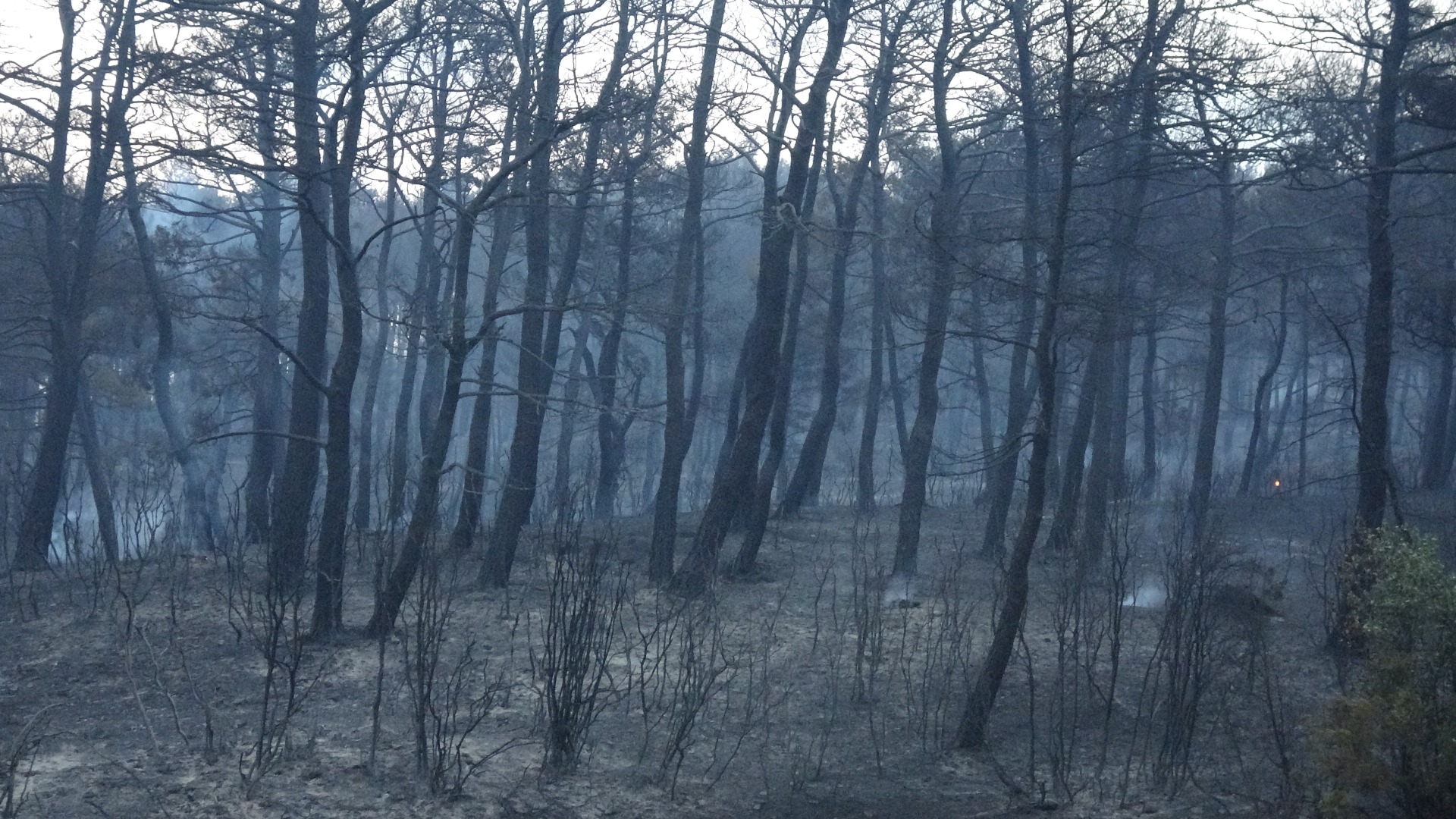 Gelibolu'dan kahreden görüntüler 12