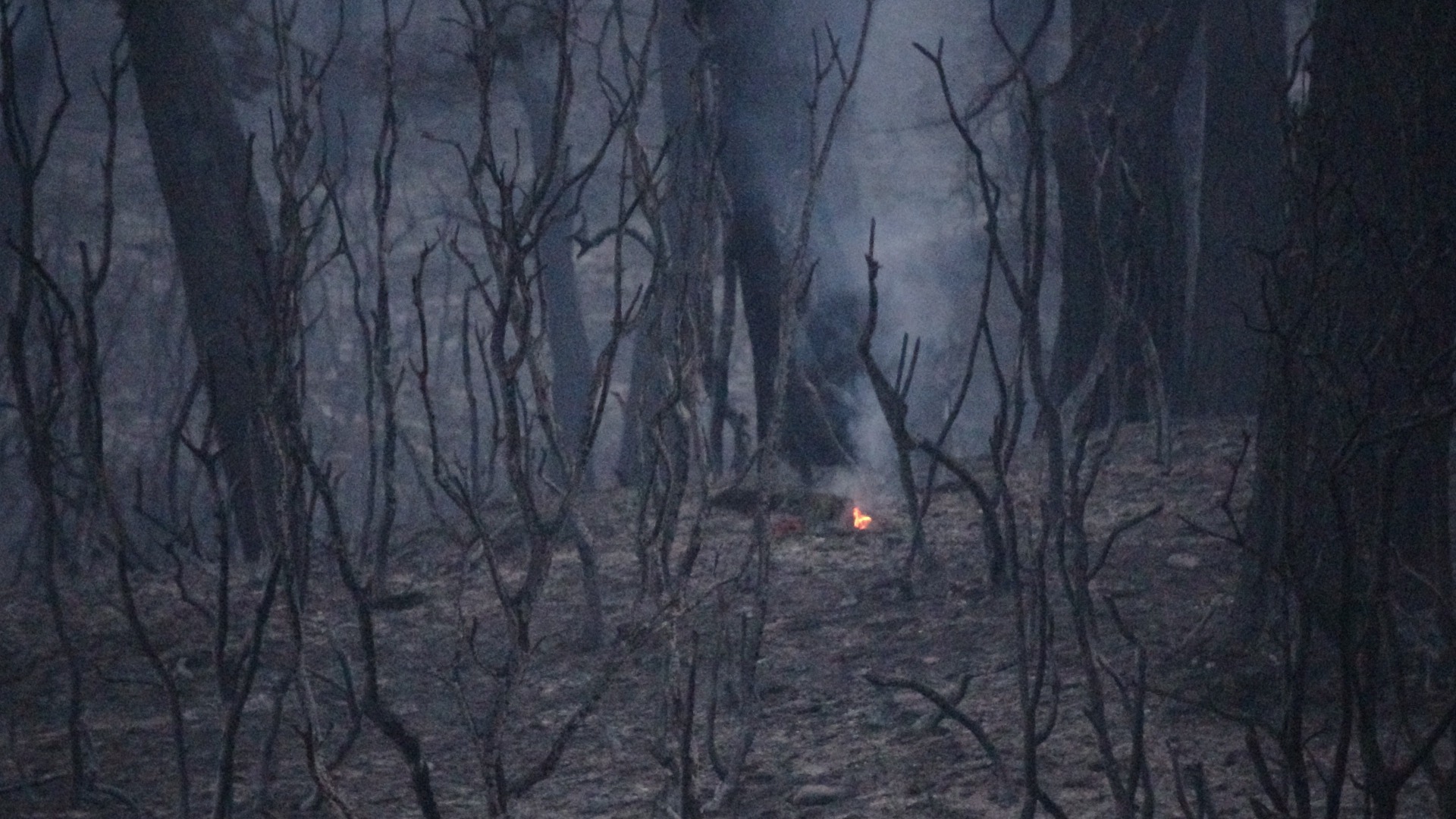Gelibolu'dan kahreden görüntüler 11