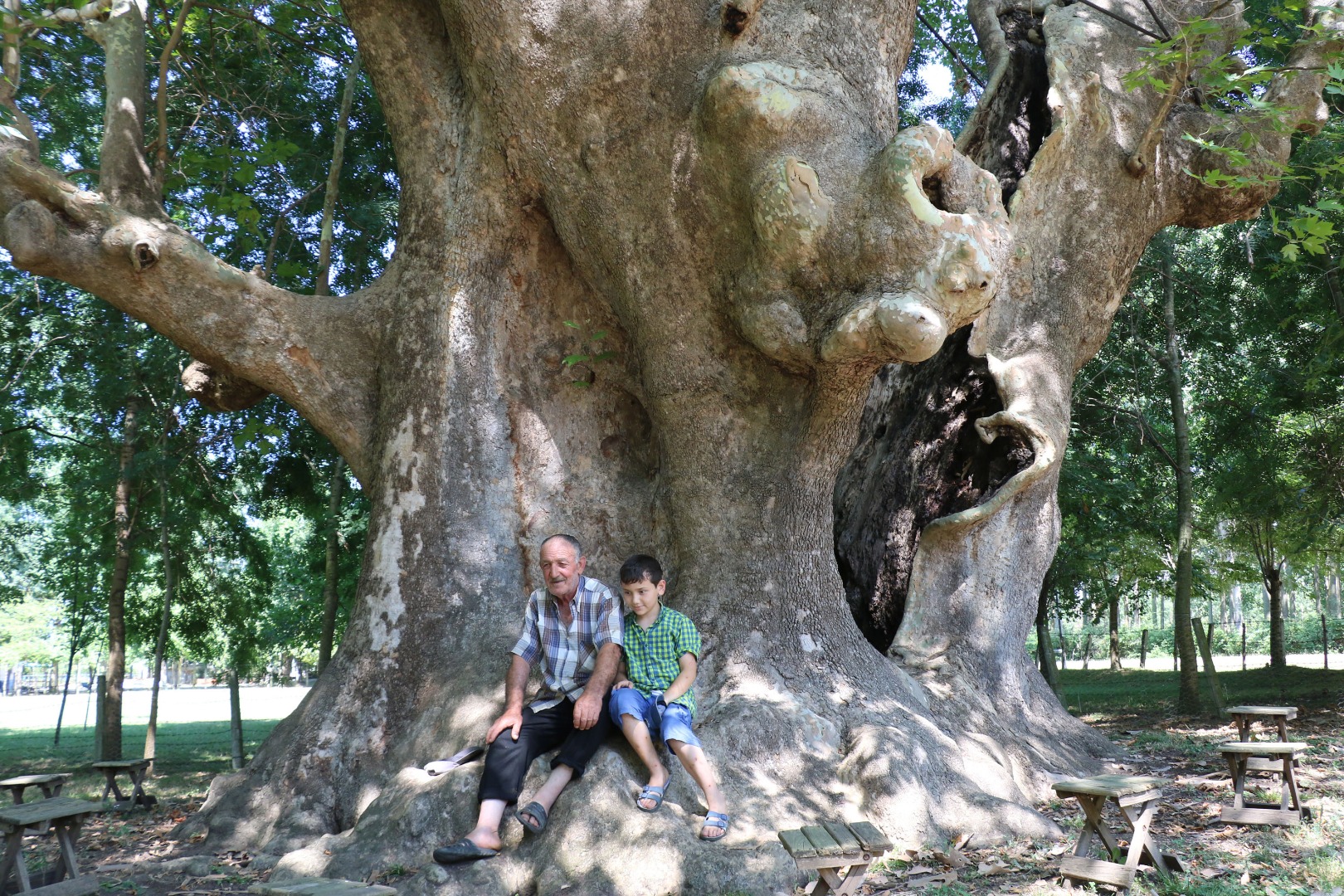 12 asırlık 'anıt ağaca' gözleri gibi bakıyorlar: Bir dalına bile kıyamayız 15