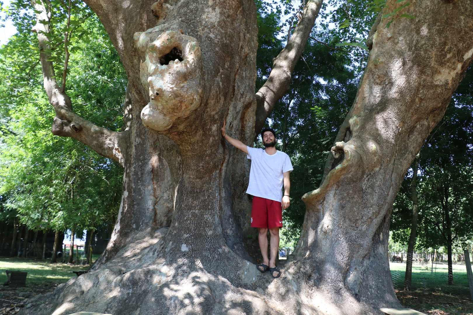 12 asırlık 'anıt ağaca' gözleri gibi bakıyorlar: Bir dalına bile kıyamayız 14