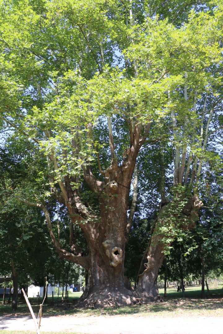 12 asırlık 'anıt ağaca' gözleri gibi bakıyorlar: Bir dalına bile kıyamayız 12