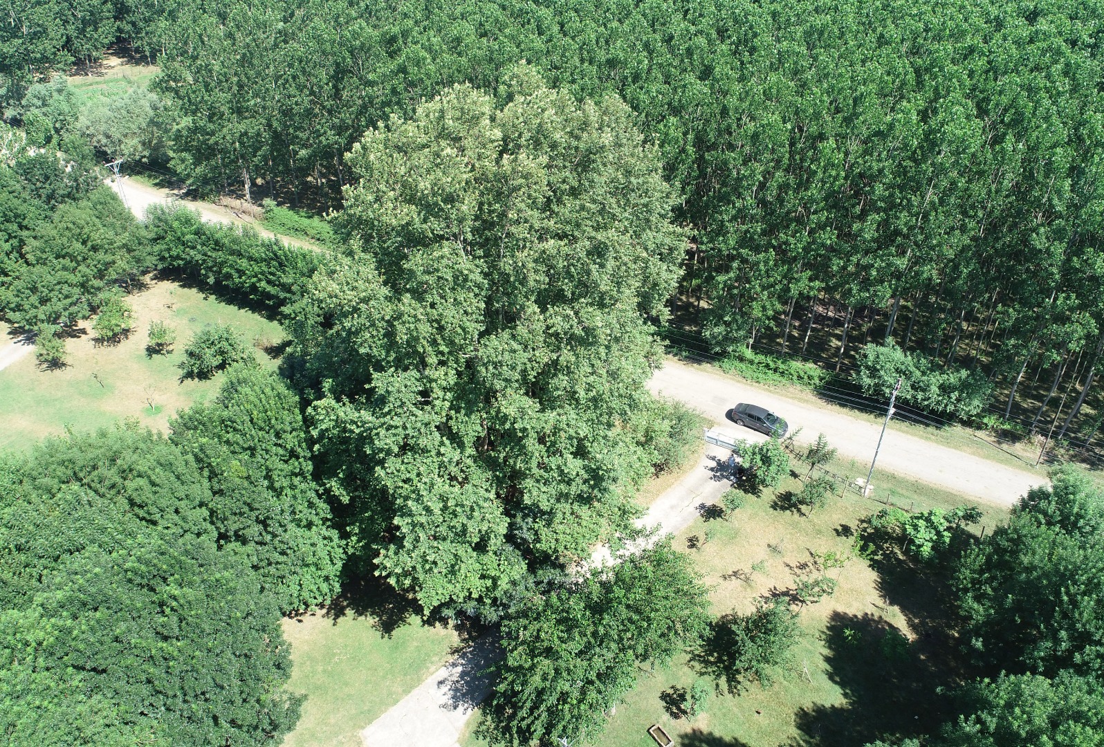 12 asırlık 'anıt ağaca' gözleri gibi bakıyorlar: Bir dalına bile kıyamayız 11