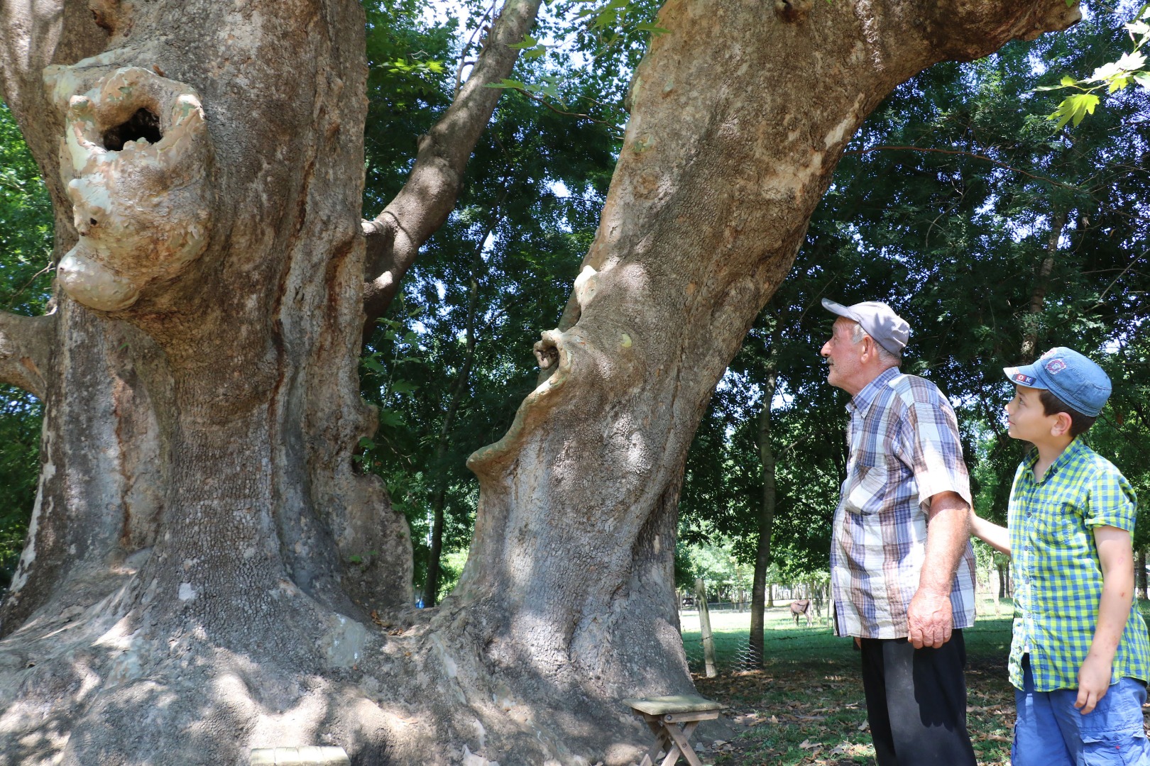 12 asırlık 'anıt ağaca' gözleri gibi bakıyorlar: Bir dalına bile kıyamayız 10