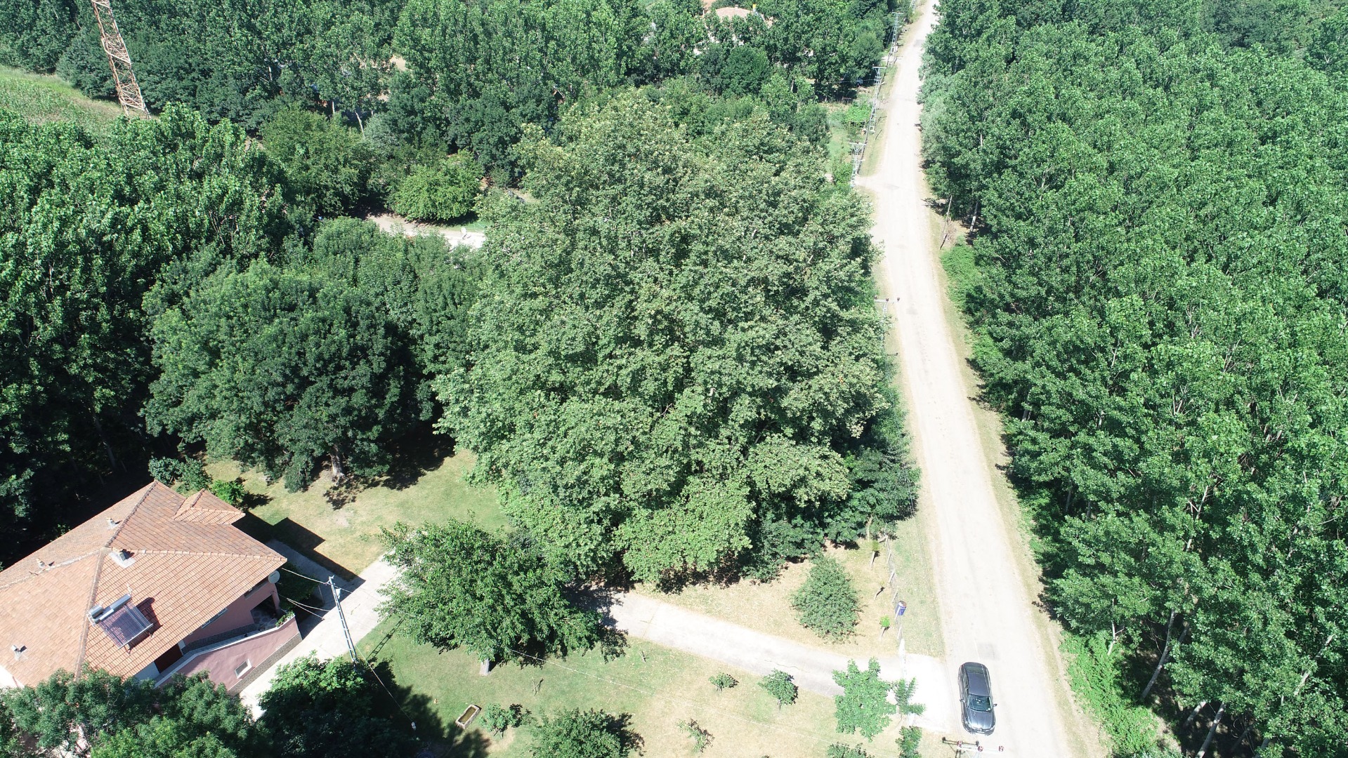 12 asırlık 'anıt ağaca' gözleri gibi bakıyorlar: Bir dalına bile kıyamayız 9