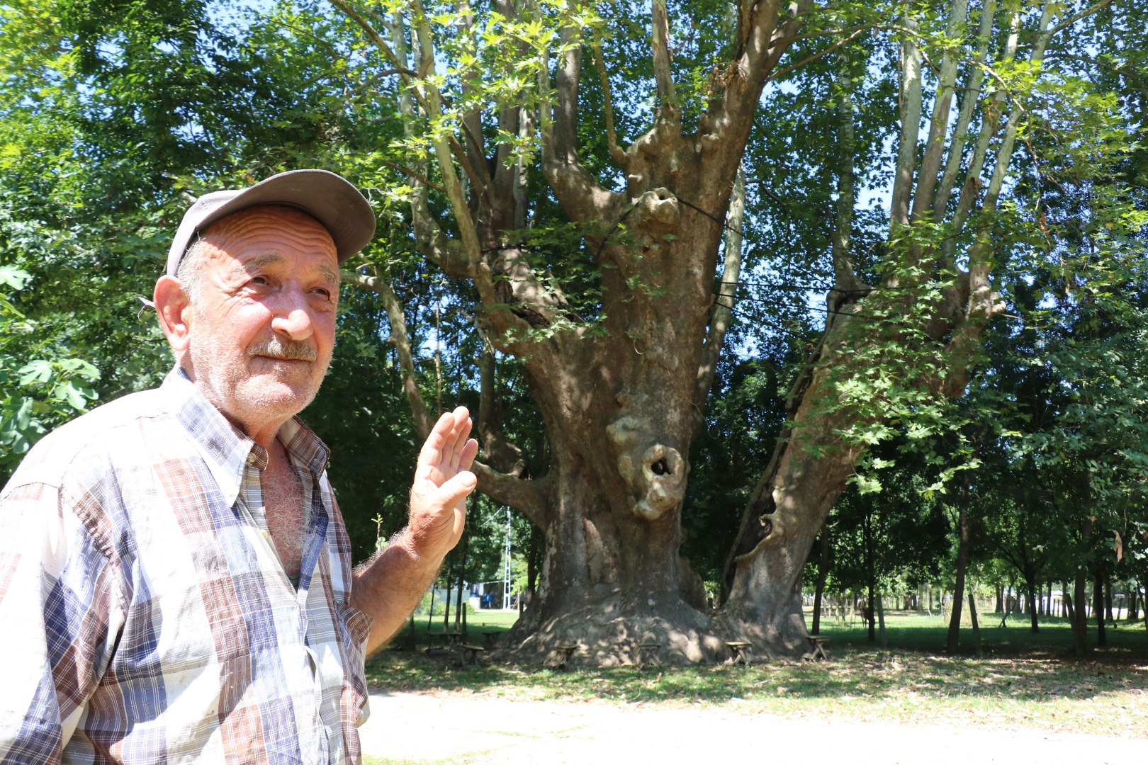 12 asırlık 'anıt ağaca' gözleri gibi bakıyorlar: Bir dalına bile kıyamayız 8