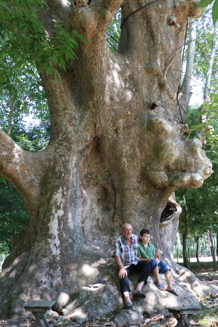 12 asırlık 'anıt ağaca' gözleri gibi bakıyorlar: Bir dalına bile kıyamayız 7