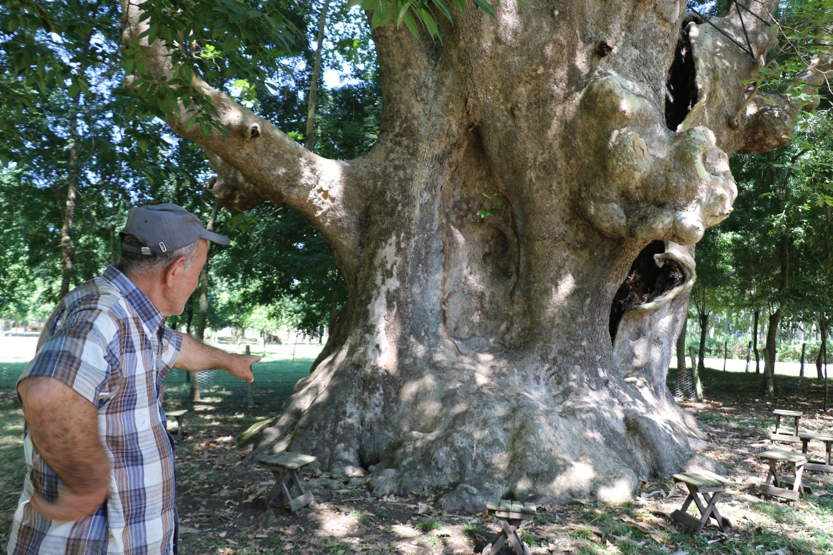 12 asırlık 'anıt ağaca' gözleri gibi bakıyorlar: Bir dalına bile kıyamayız 6