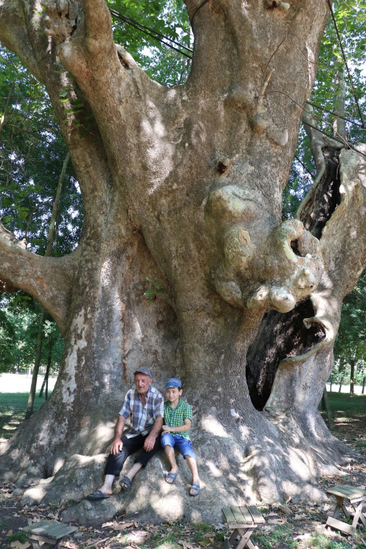12 asırlık 'anıt ağaca' gözleri gibi bakıyorlar: Bir dalına bile kıyamayız 4