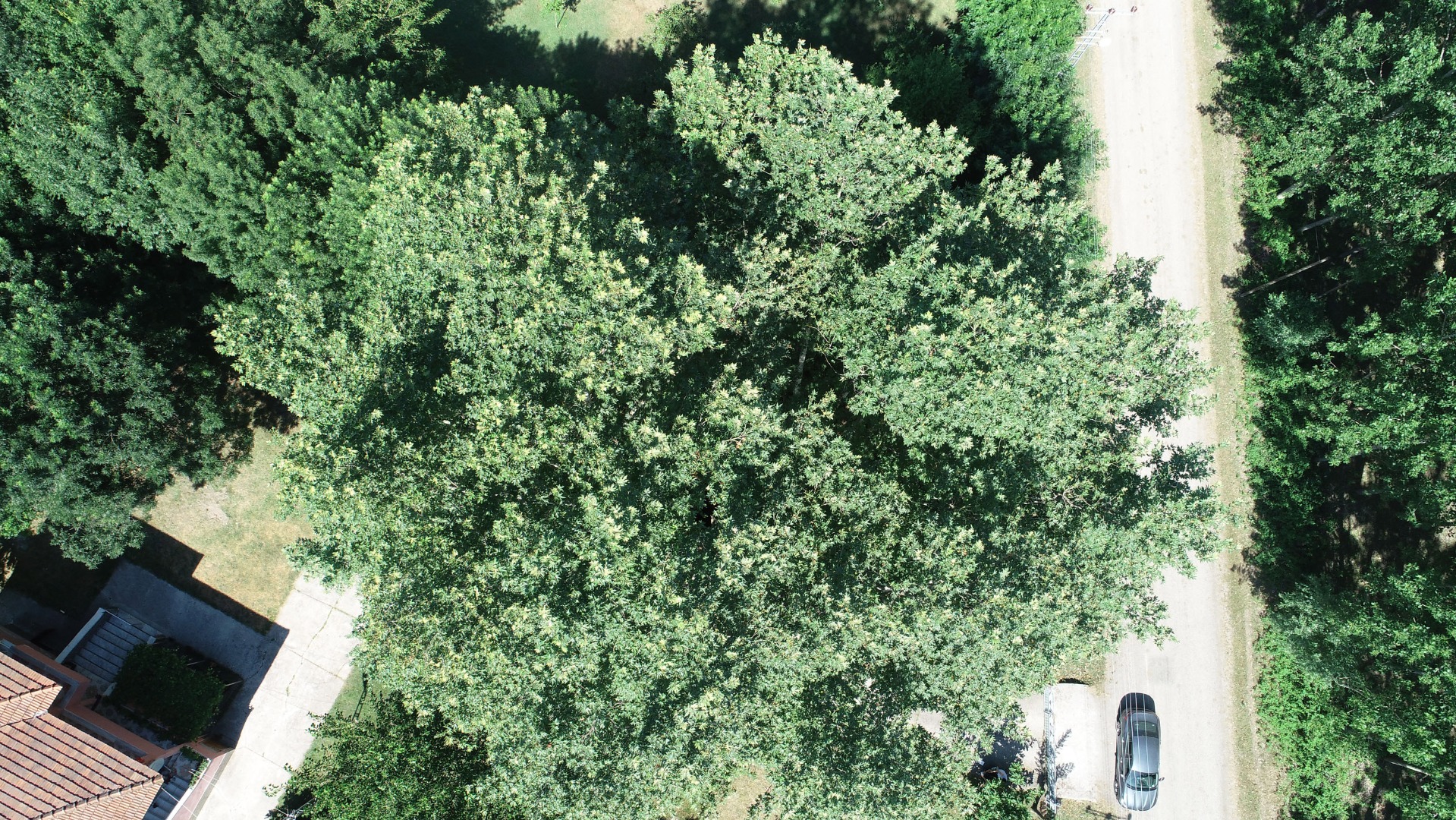 12 asırlık 'anıt ağaca' gözleri gibi bakıyorlar: Bir dalına bile kıyamayız 3