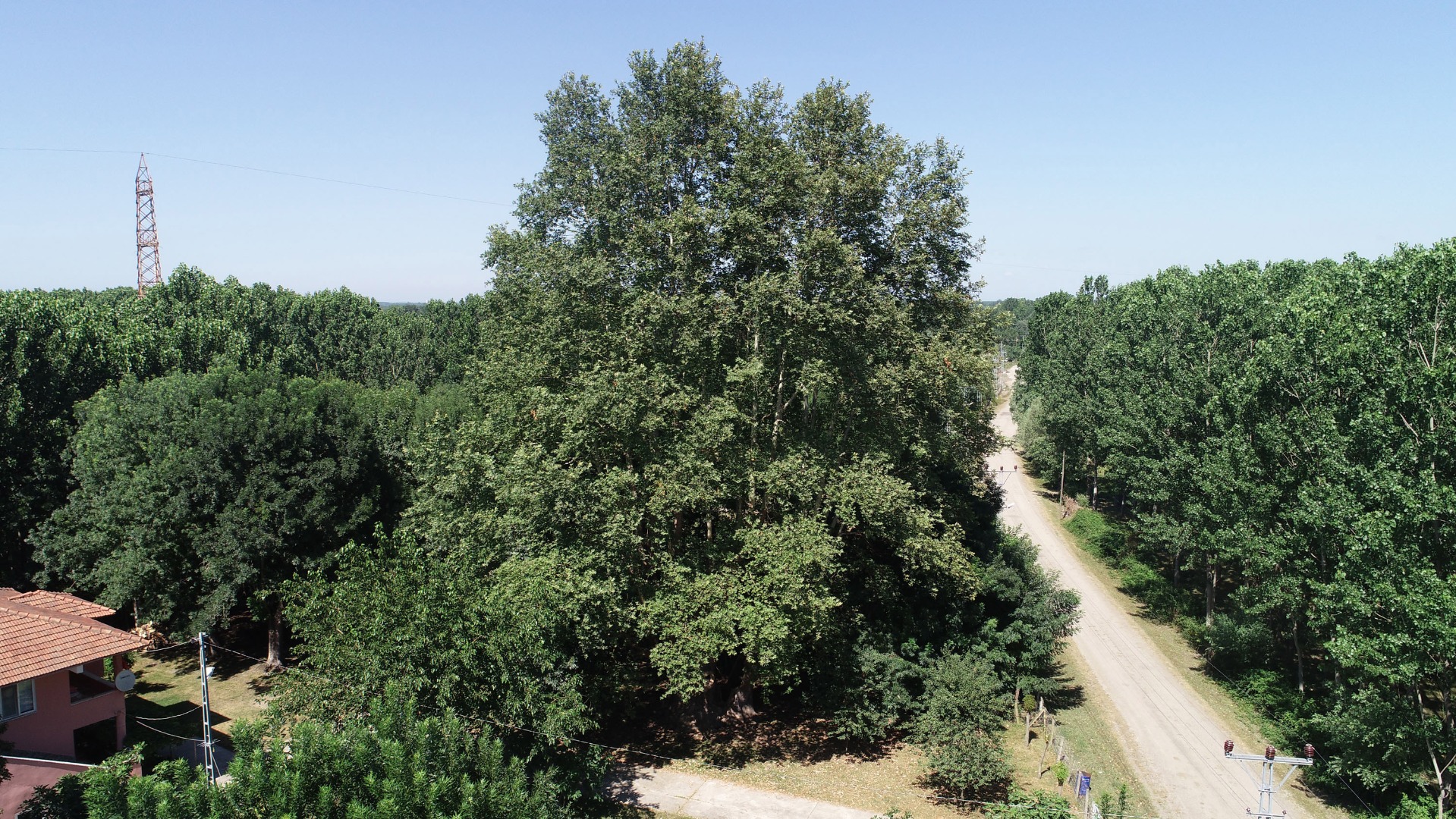 12 asırlık 'anıt ağaca' gözleri gibi bakıyorlar: Bir dalına bile kıyamayız 2