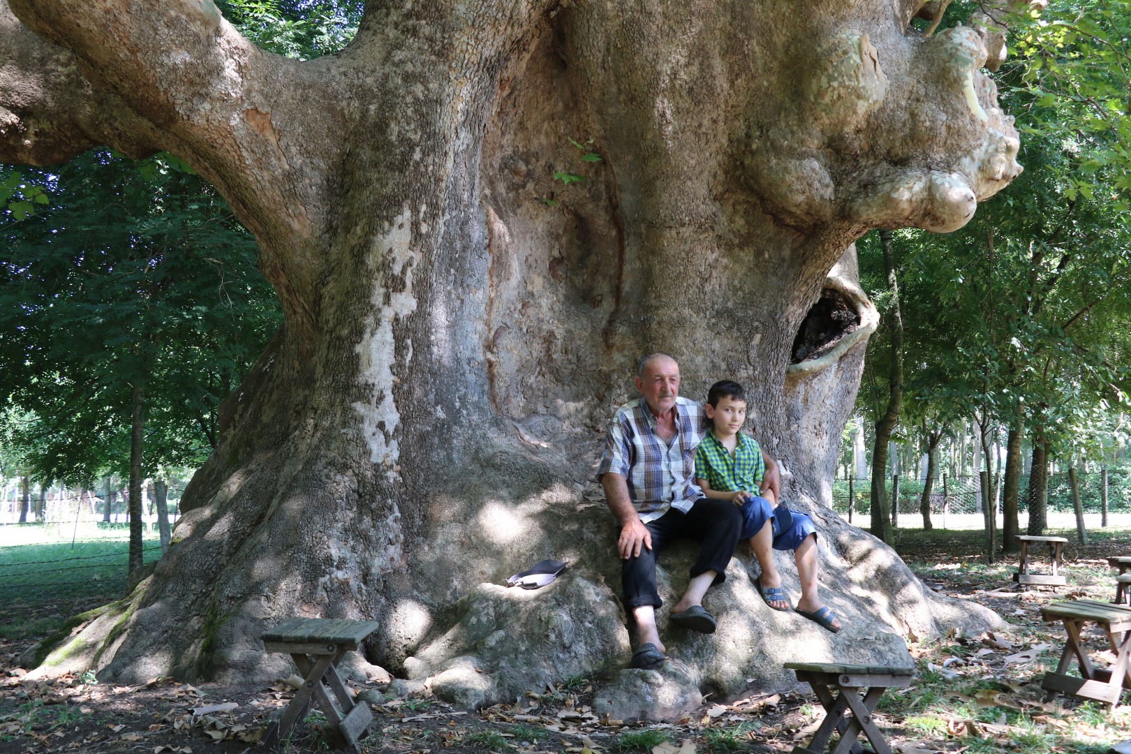 12 asırlık 'anıt ağaca' gözleri gibi bakıyorlar: Bir dalına bile kıyamayız 1