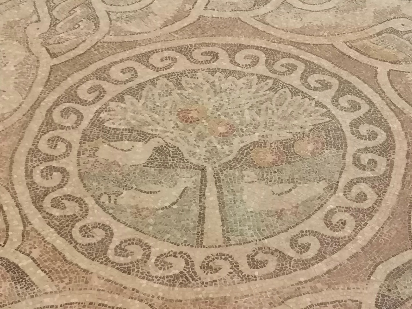 Kaçak kazıda ortaya çıkan 1800 yıllık 'elma' müzede 1