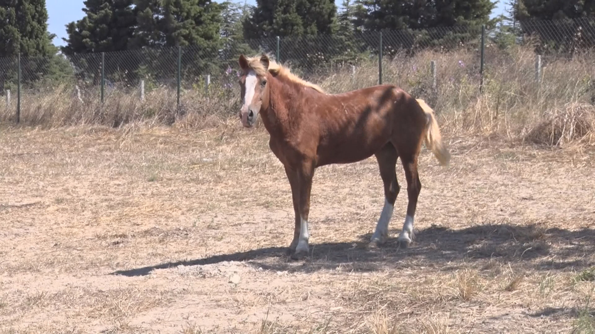 Adalar'da atlar özgürlüğe koşuyor 12