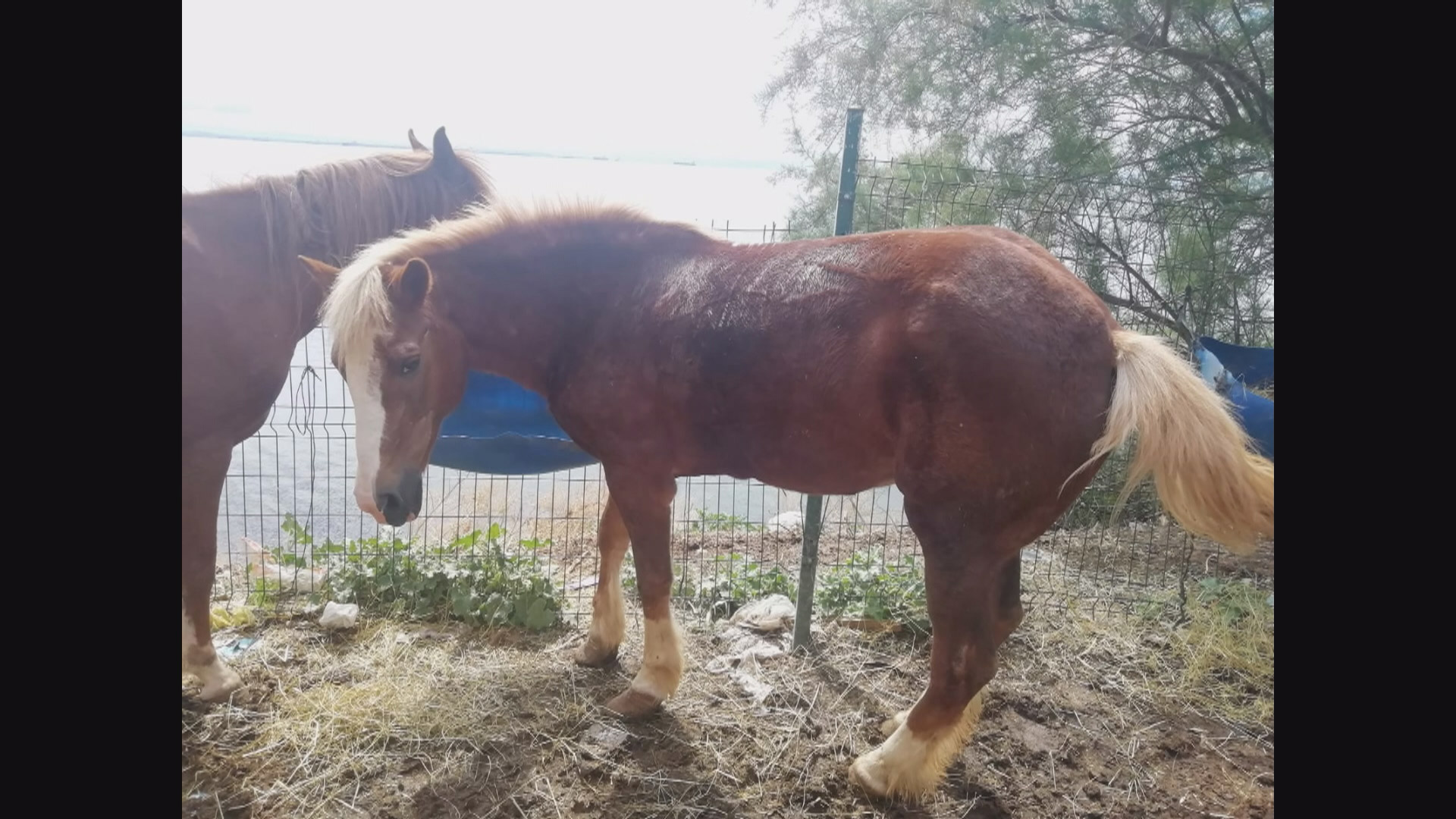 Adalar'da atlar özgürlüğe koşuyor 11